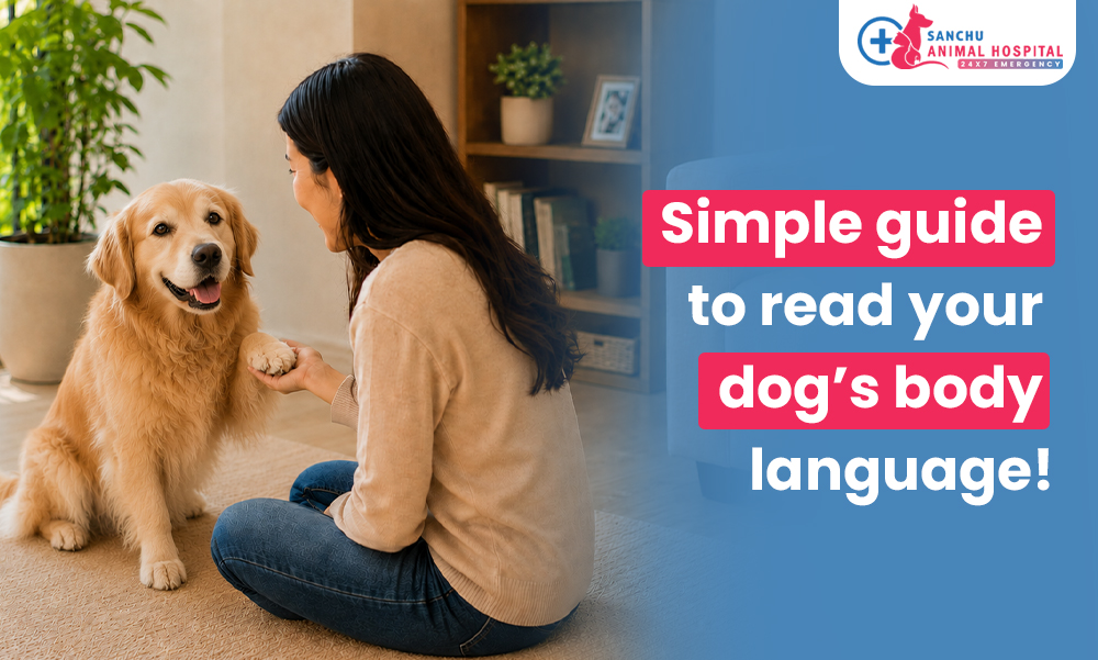Is Your Dog Trying to Tell You Something? A Simple Guide to Reading Canine Signals in Valasaravakkam, chennai Is Your Dog Trying to Tell You Something? A Simple Guide to Reading Canine Signals in Valasaravakkam, chennai