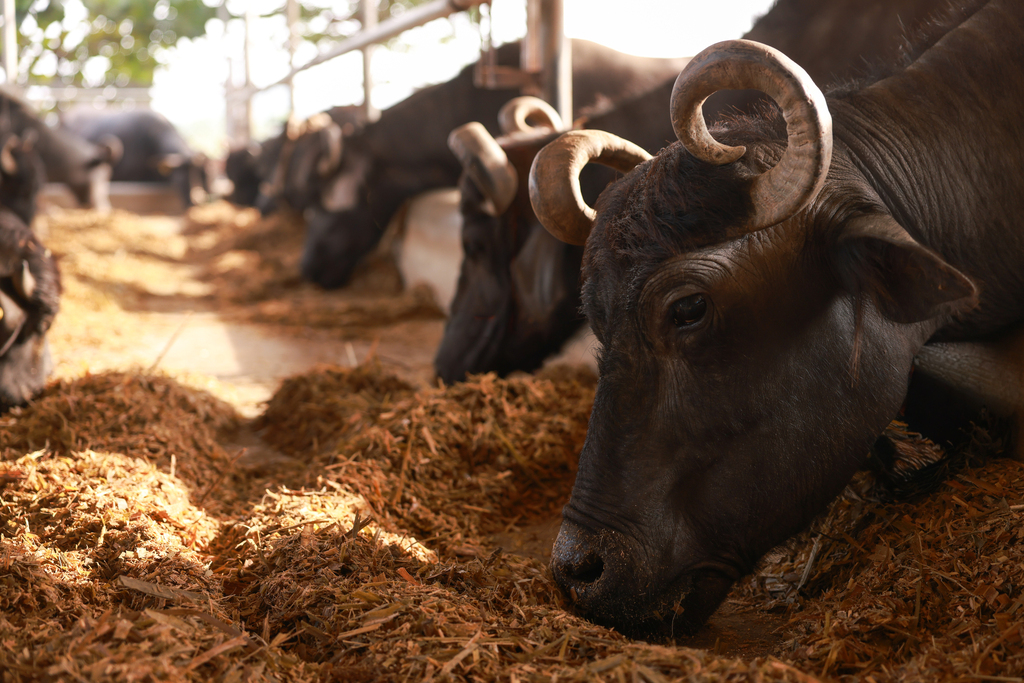 Akshayakalpa Organic Milk & Dairy