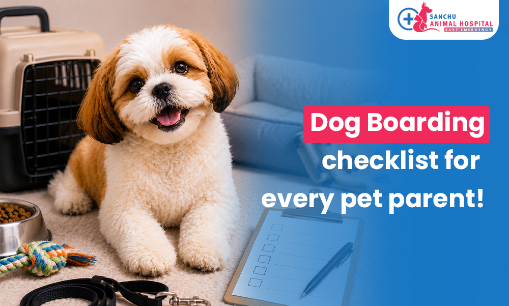 Before You Board Your Dog This Holiday Season in Valasaravakkam, chennai: A Checklist Every Pet Parent Needs Before You Board Your Dog This Holiday Season in Valasaravakkam, chennai: A Checklist Every Pet Parent Needs