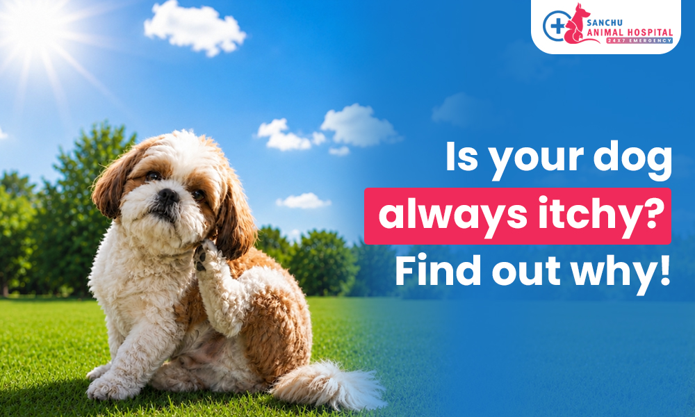 Why Dogs in Valasaravakkam, chennai Scratch More in Summer — and How to Actually Fix It Why Dogs in Valasaravakkam, chennai Scratch More in Summer — and How to Actually Fix It