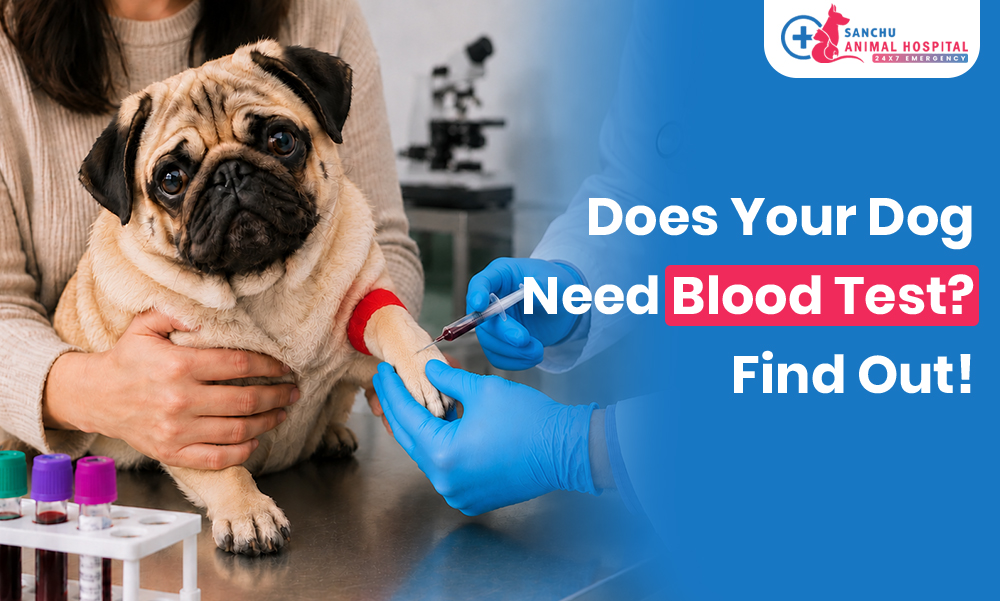 Does My Dog Actually Need a Blood Test in Valasaravakkam, chennai? When Diagnostics Save Lives Does My Dog Actually Need a Blood Test in Valasaravakkam, chennai? When Diagnostics Save Lives