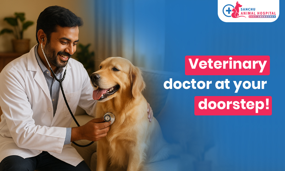 Vet on Wheels: How Home Veterinary Care Helps Busy Pet Parents