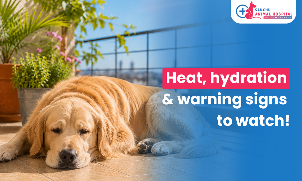 Is Summer Making Your Pet Sick in Valasaravakkam, chennai? Heat, Hydration & Warning Signs Every Pet Parent Should Know Is Summer Making Your Pet Sick in Valasaravakkam, chennai? Heat, Hydration & Warning Signs Every Pet Parent Should Know