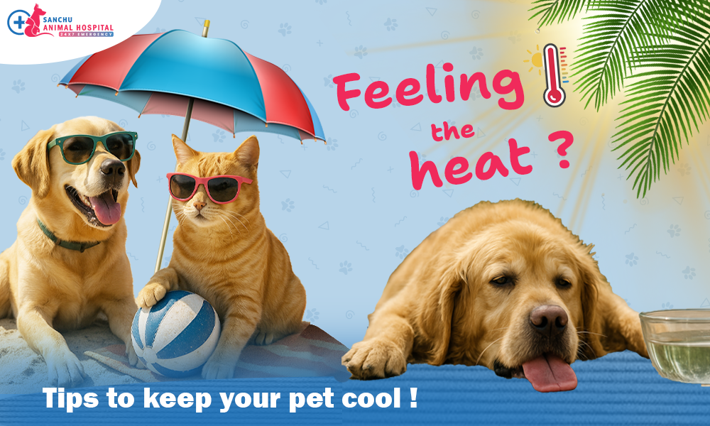 Too Hot to Handle: Protecting Your Pet from Summer Heatstroke Too Hot to Handle: Protecting Your Pet from Summer Heatstroke