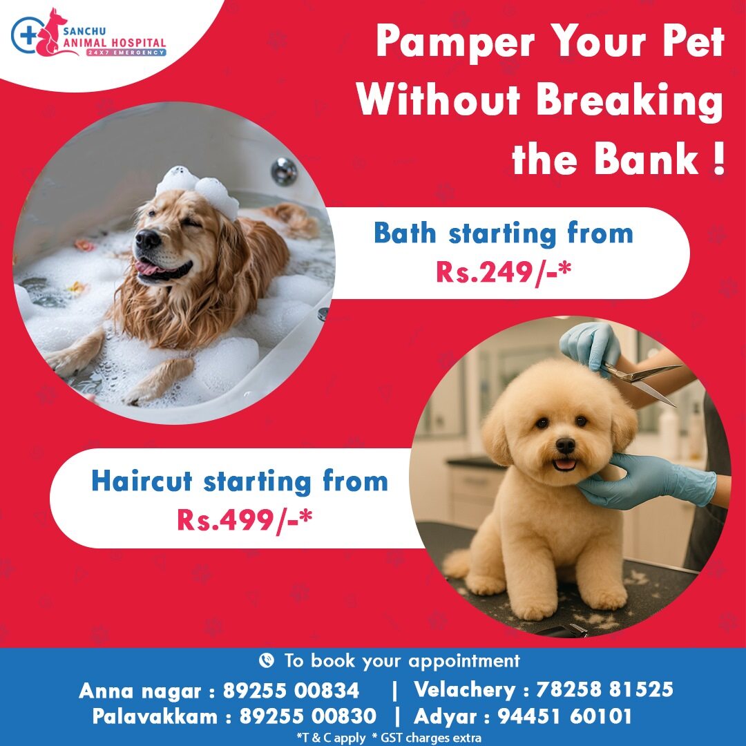 Pamper Your Pet Without Breaking the Bank!