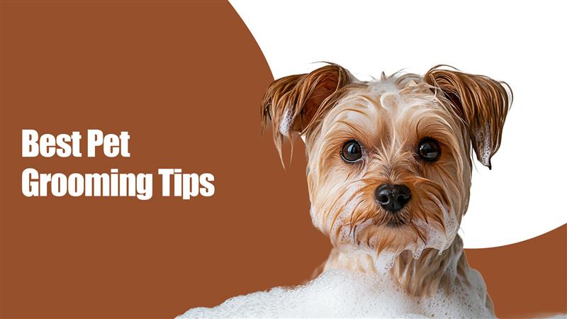 Zigly Pet Care Guide: Grooming Tips for a Healthy, Fresh Pet in Kalyani Nagar, pune