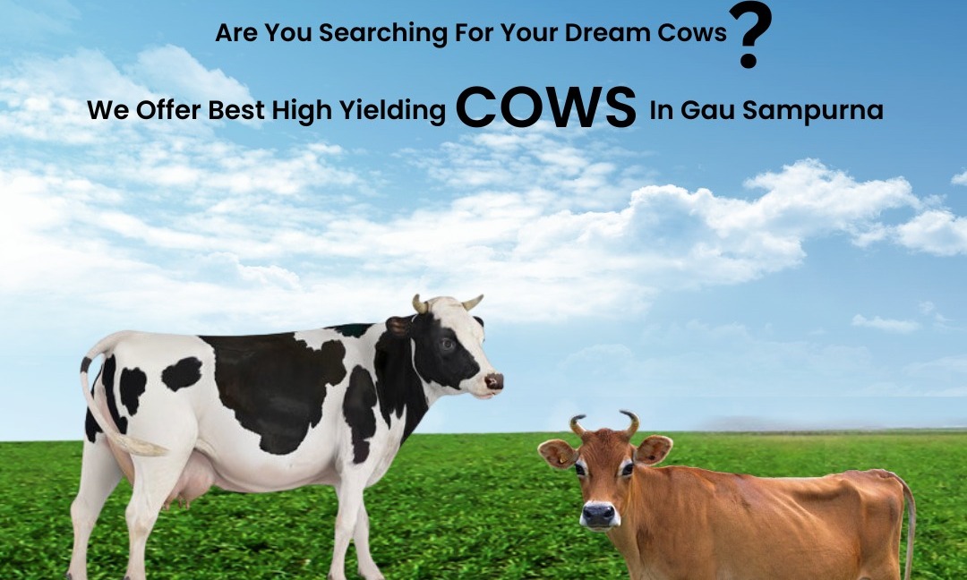 Gau Sampurna