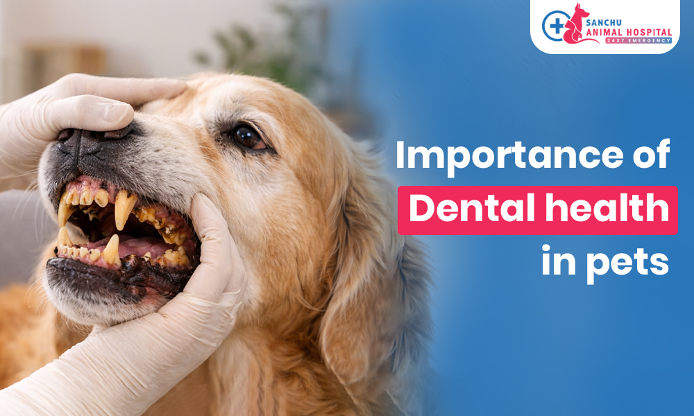 Dental Health in Pets: Why Bad Breath Is More Than Just a Smell Dental Health in Pets: Why Bad Breath Is More Than Just a Smell