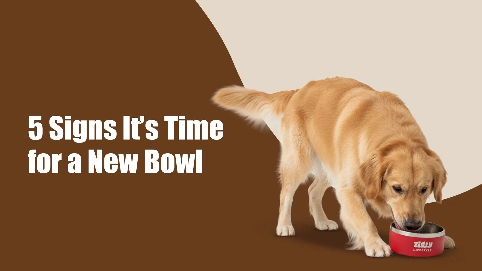5 Signs Your Dog’s Bowl Needs Replacing in Kalyani Nagar, pune