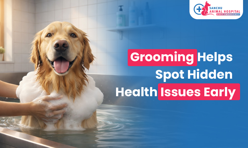 Grooming Isn’t Just About Looks: How It Helps Detect Health Problems Early Grooming Isn’t Just About Looks: How It Helps Detect Health Problems Early