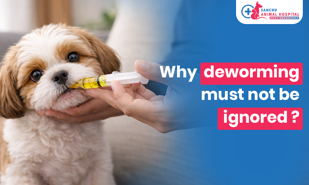 Deworming for Dogs and Cats: Why Internal Parasites Are More Dangerous Than You Think Deworming for Dogs and Cats: Why Internal Parasites Are More Dangerous Than You Think