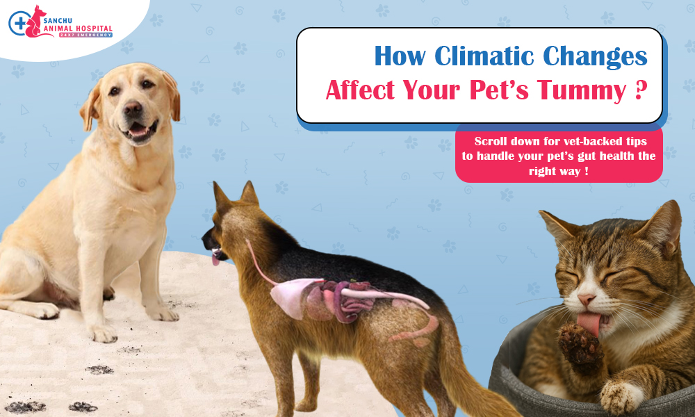 Climate Shift & Canine Stomachs: Protecting Your Pet's Gut Health Climate Shift & Canine Stomachs: Protecting Your Pet's Gut Health