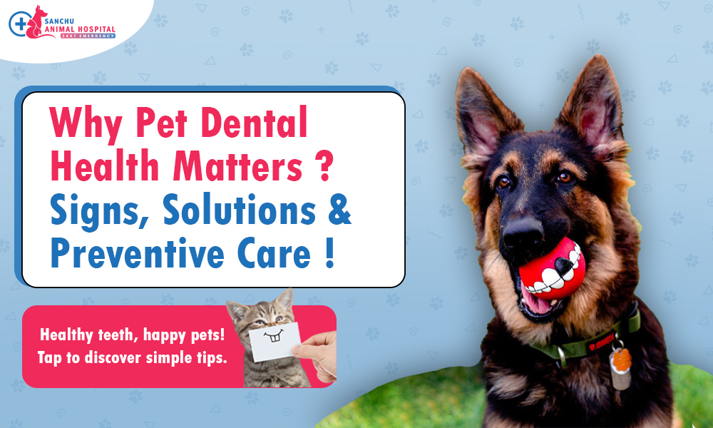 Why Dental Health Matters for Pets: Signs, Solutions & Preventive Care