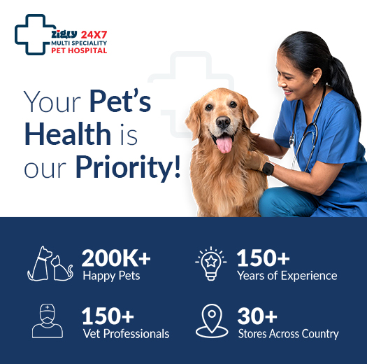 Zigly - Vet Clinic, Pet Grooming & Pet Products