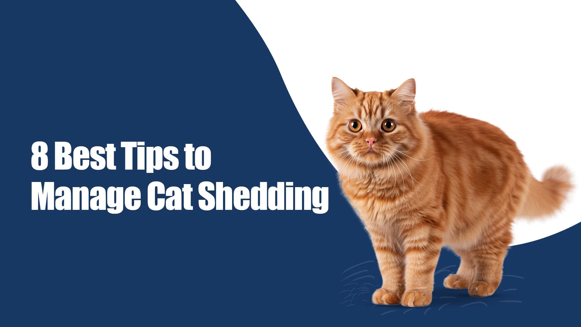 8 Effective Ways to Control Cat Shedding | A Complete Zigly Pet Parent’s Guide in Rajouri Garden, new delhi 8 Effective Ways to Control Cat Shedding | A Complete Zigly Pet Parent’s Guide in Rajouri Garden, new delhi