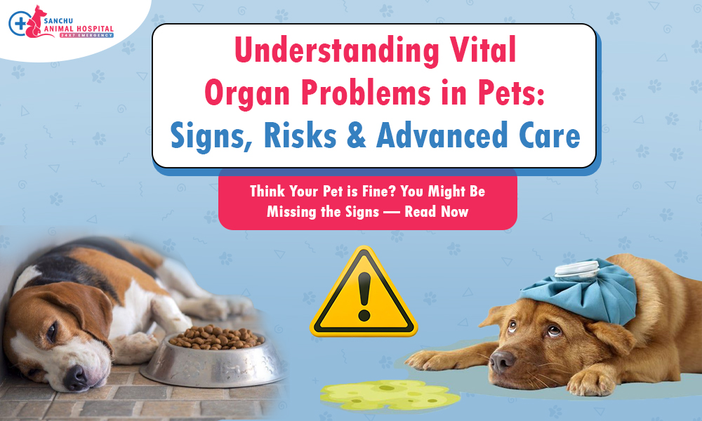 Understanding Vital Organ Problems in Pets: Signs, Risks & Advanced Care Understanding Vital Organ Problems in Pets: Signs, Risks & Advanced Care