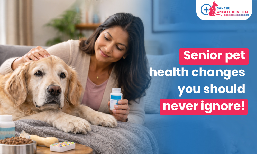 Senior Pet Care: Health Changes You Should Never Ignore in Ageing Pets