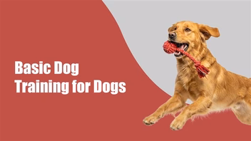 Basic Dog Training Every Pet Parent Should Start in the First 30 Days in BTM Layout, bengaluru Basic Dog Training Every Pet Parent Should Start in the First 30 Days in BTM Layout, bengaluru