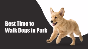 Best Time to Walk Dog in Summer: A Simple Guide for Pet Parents in BTM Layout, bengaluru Best Time to Walk Dog in Summer: A Simple Guide for Pet Parents in BTM Layout, bengaluru