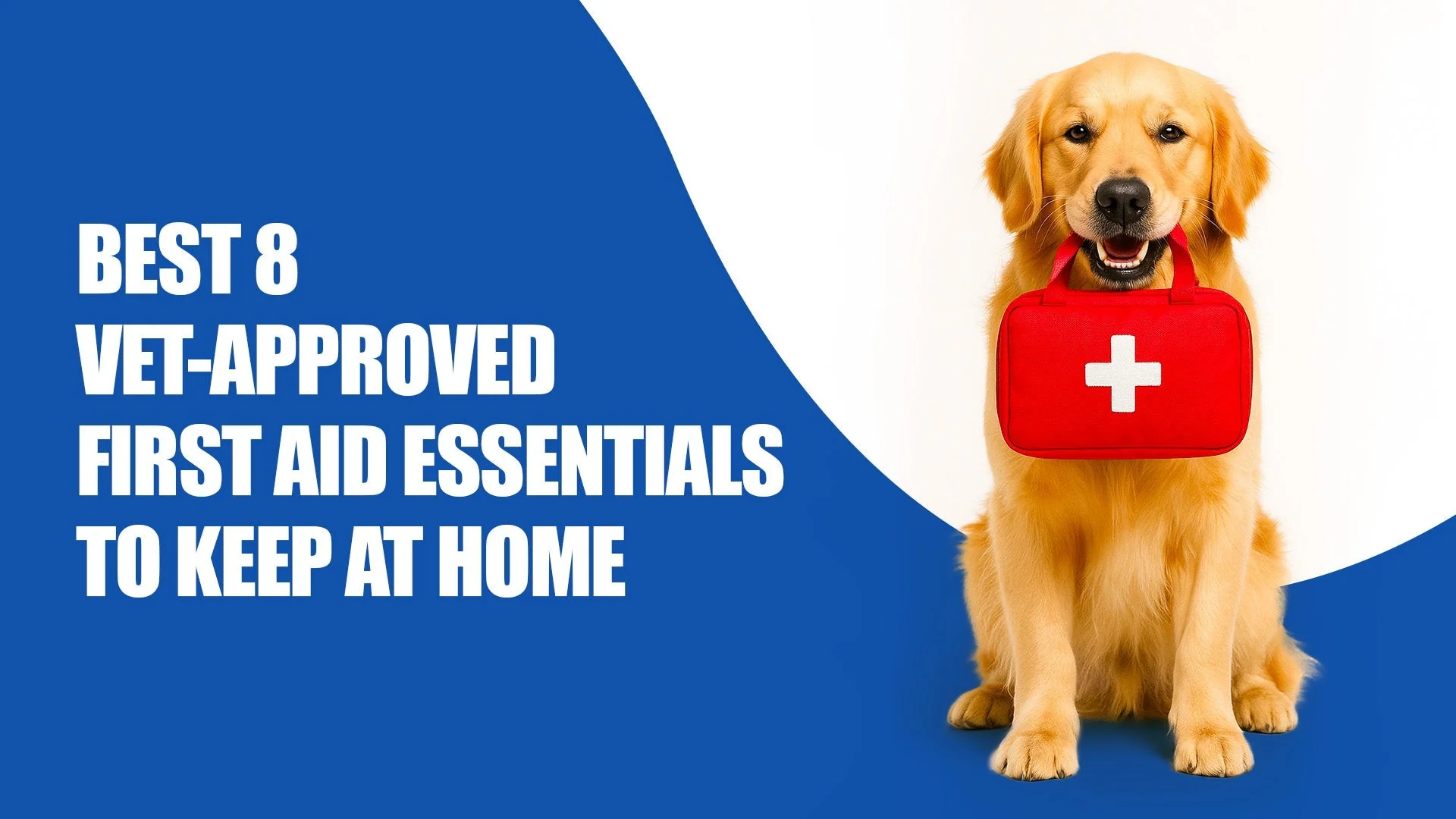 Be Prepared! 8 Essential Pet First Aid Tips by Zigly in Kalyani Nagar, pune