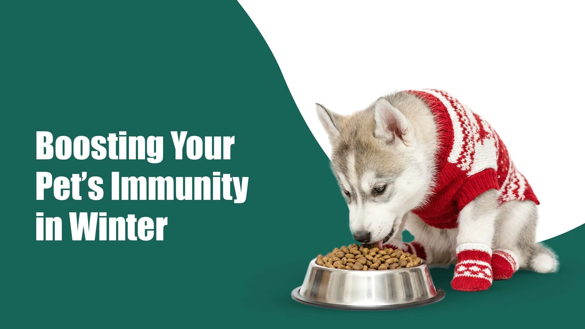 Boosting Your Pet’s Immunity This Winter: A Vet-Approved Guide for Pet Parents in Kalyani Nagar, pune