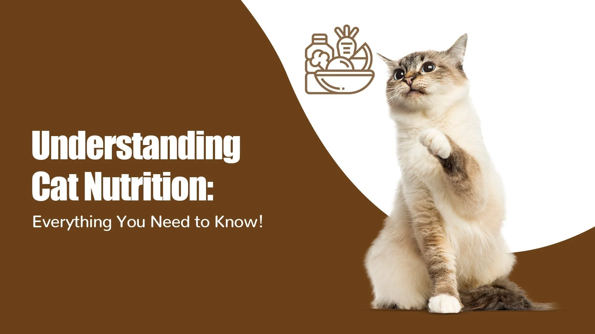 Understanding Cat Nutrition: Zigly’s Complete Guide for Pet Parents in Kalyani Nagar, pune
