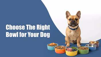 Stainless Steel vs Insulated Dog Bowls: What’s the Real Difference for Pet Parents in BTM Layout, bengaluru?