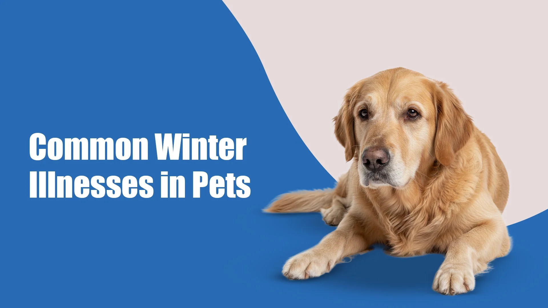 Common Winter Illnesses in Pets in Kalyani Nagar, pune & How to Prevent Them