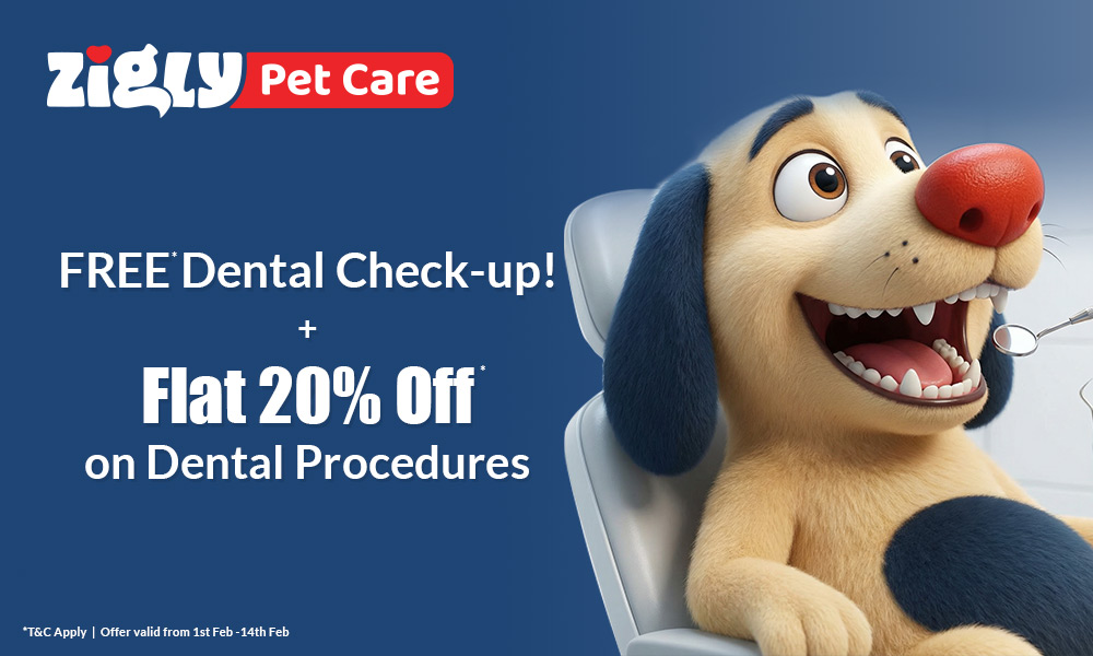 FREE Dental Check-up + Flat 20% Off on Dental Procedures