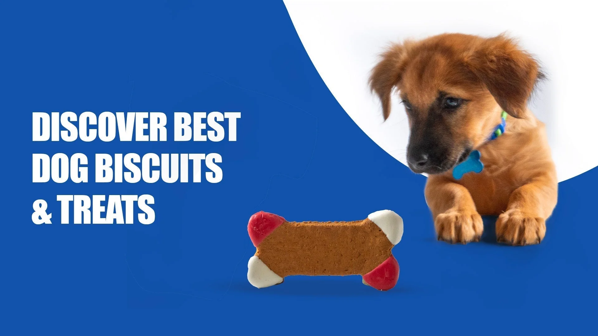 Dog Biscuits vs. Human Biscuits: What’s Healthier for Your Pet? | Zigly Pet Care in Scheme No 54, indore