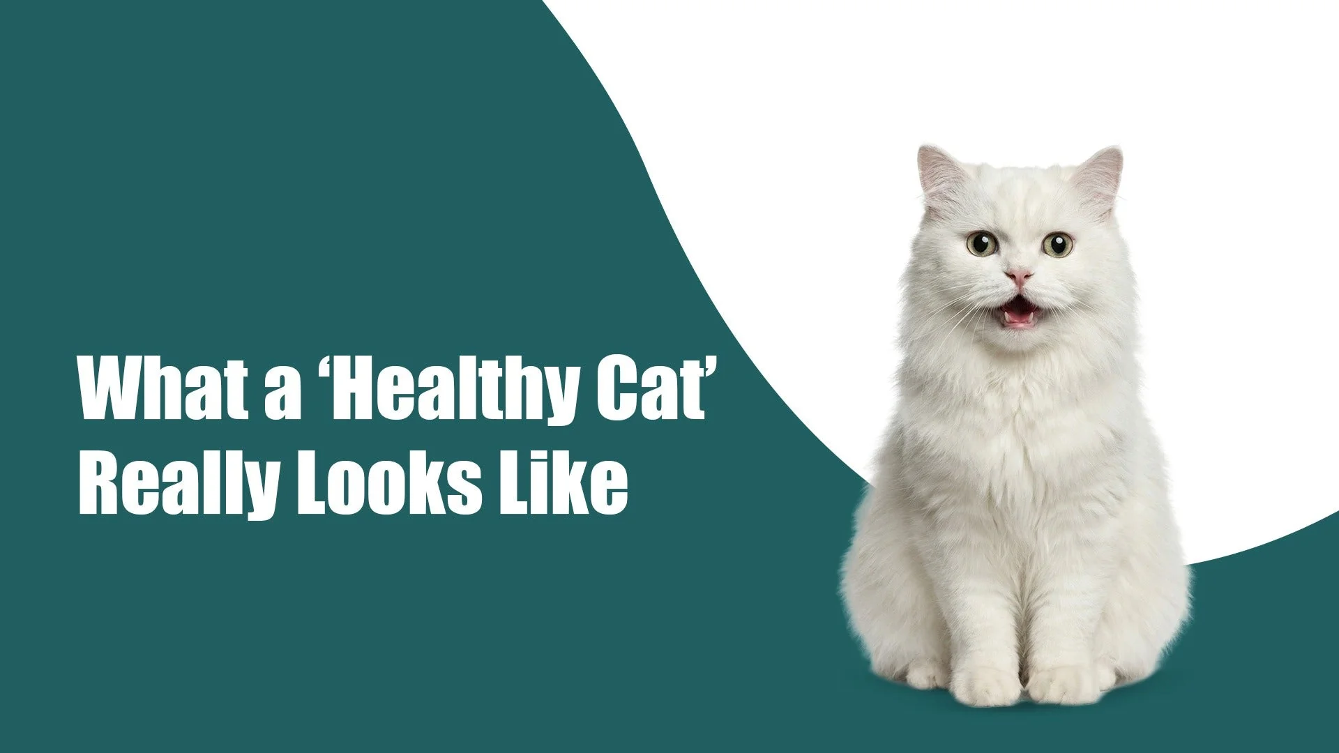 What Does a Healthy Cat Actually Look Like? A Complete Feline Health Guide