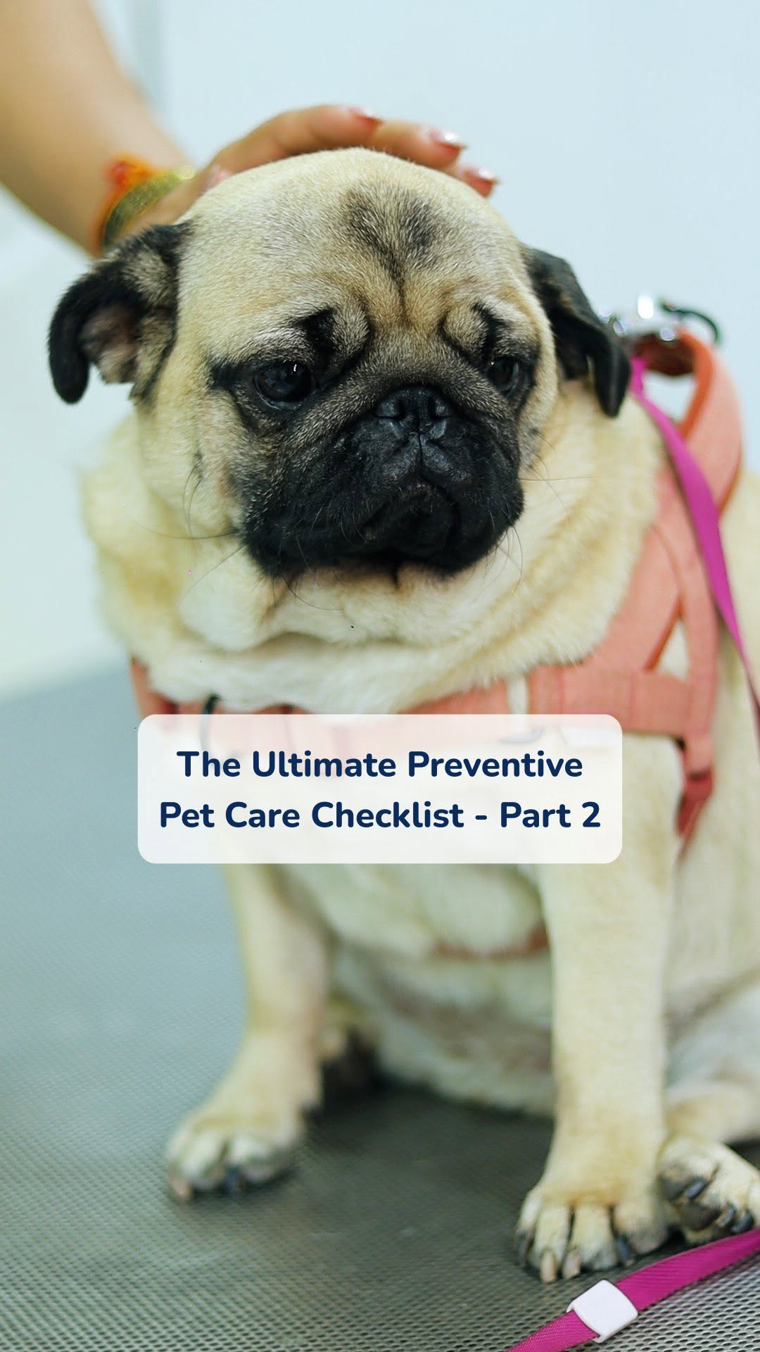 Your pet’s health begins with prevention! 🐾