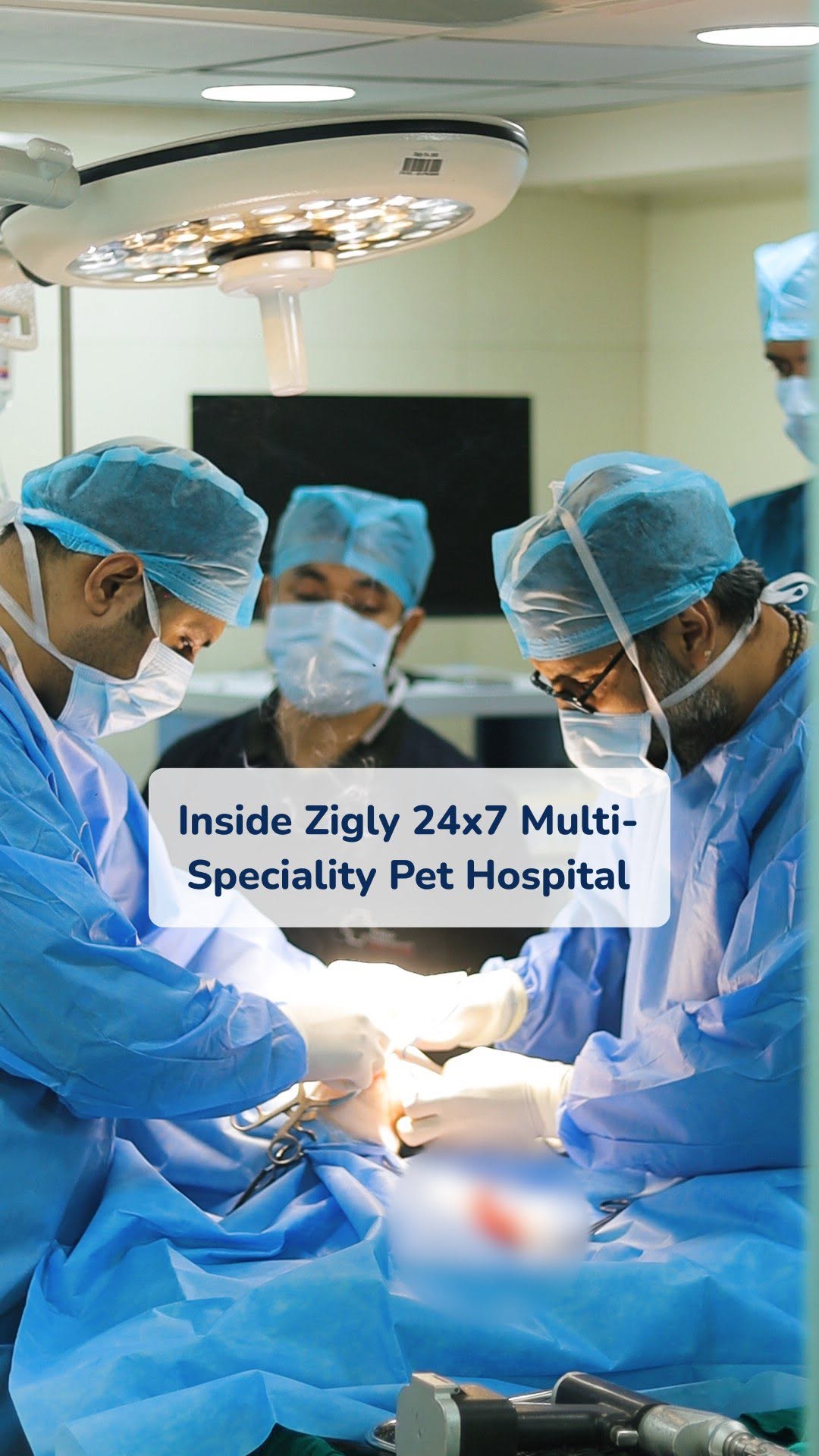 🐾 Come, let’s explore Zigly Vet Hospital! 🏥