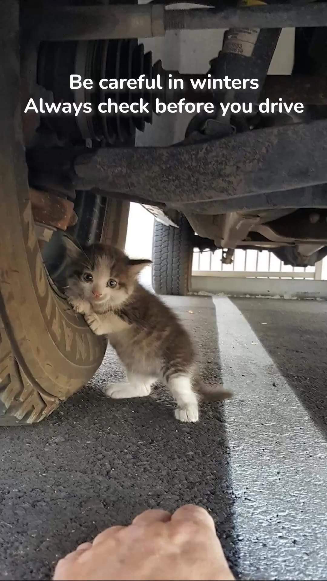 Street animals hide under vehicles to escape the cold.