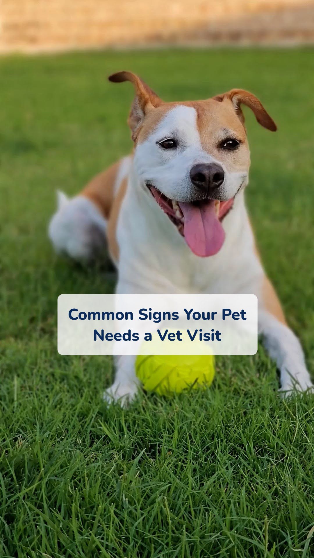 🐾 Do you really understand what your pet is trying to tell you?