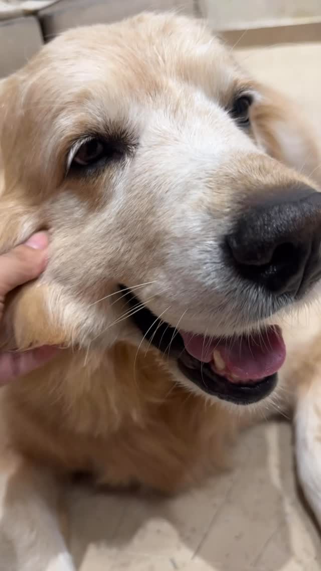 Cutie patootie |  Zigly Pet Care Center: Gurugram