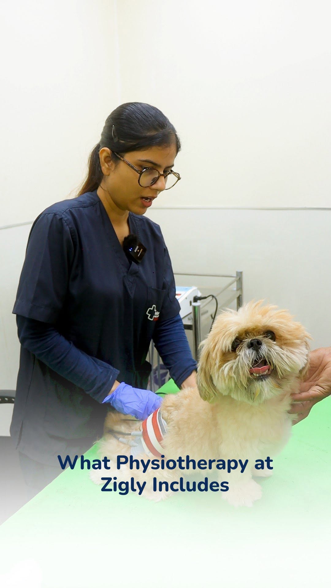 At Zigly’s Physiotherapy Unit, we offer complete rehabilitation to improve mobility, relieve pain, and enhance your pet’s quality of life.