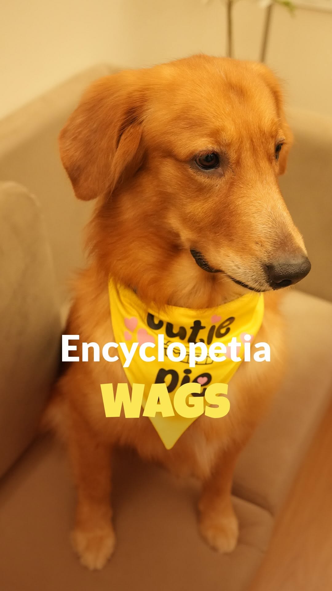 🐾💖 Not all wags are created equal; some are just extra special.