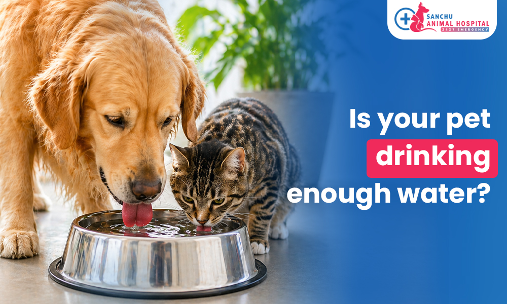 Is Your Pet Drinking Enough? How to Spot Dehydration Before It Becomes Serious Is Your Pet Drinking Enough? How to Spot Dehydration Before It Becomes Serious