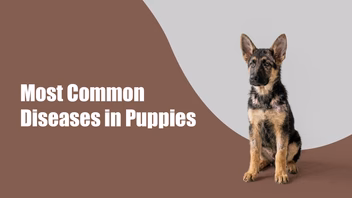 Most Common Diseases in Puppies & How to Protect Them Early in BTM Layout, bengaluru Most Common Diseases in Puppies & How to Protect Them Early in BTM Layout, bengaluru