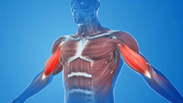 Muscle Strain Treatment