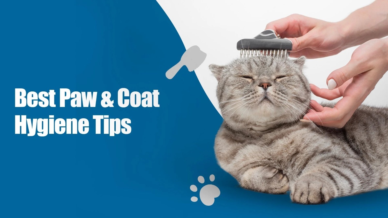 Best Paw & Coat Hygiene Tips for Your Pet
