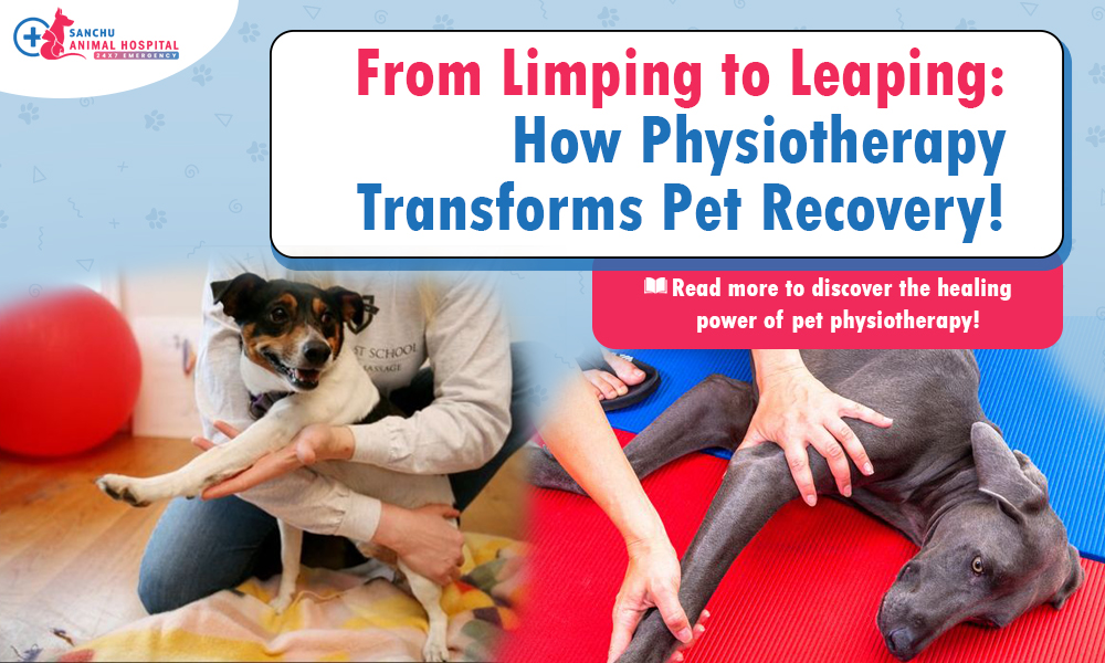 Healing with Movement: How Physiotherapy Helps Pets Recover and Thrive