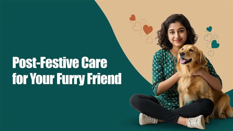 Post-Festive Detox for Pets: How to Help Your Pet Recover After the Celebrations Post-Festive Detox for Pets: How to Help Your Pet Recover After the Celebrations
