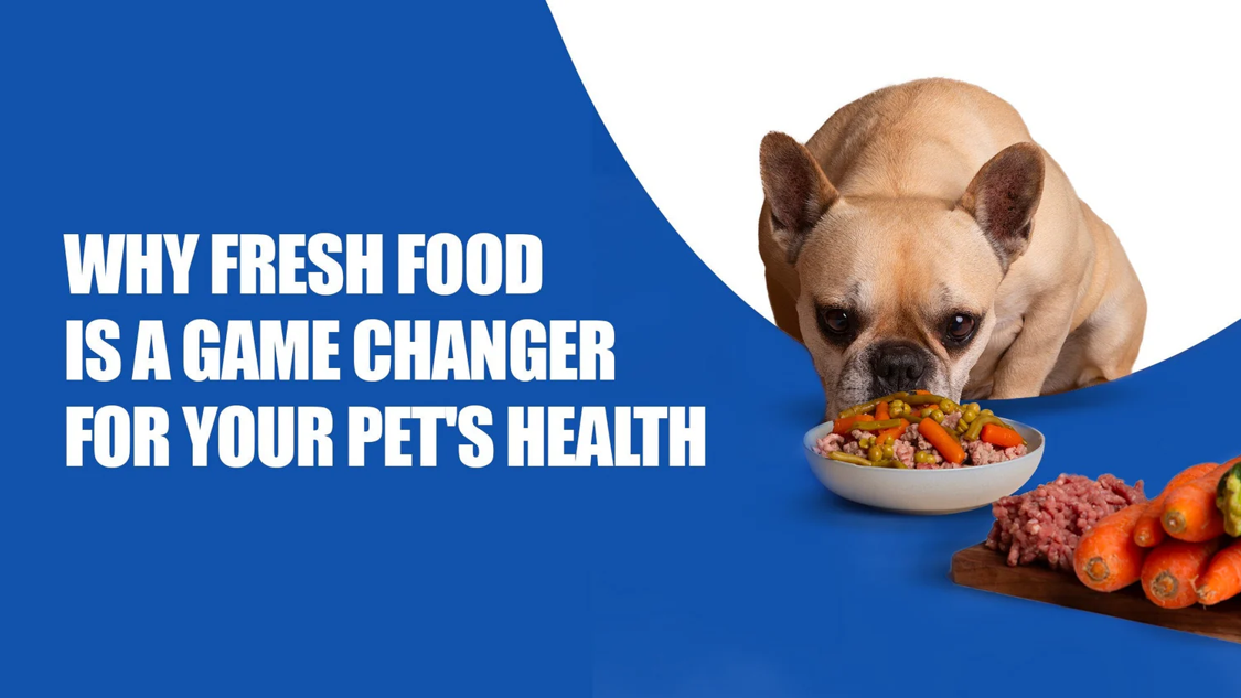Why Fresh Food is a Game Changer for Your Pet’s Health | Zigly Store in Kalyani Nagar, pune