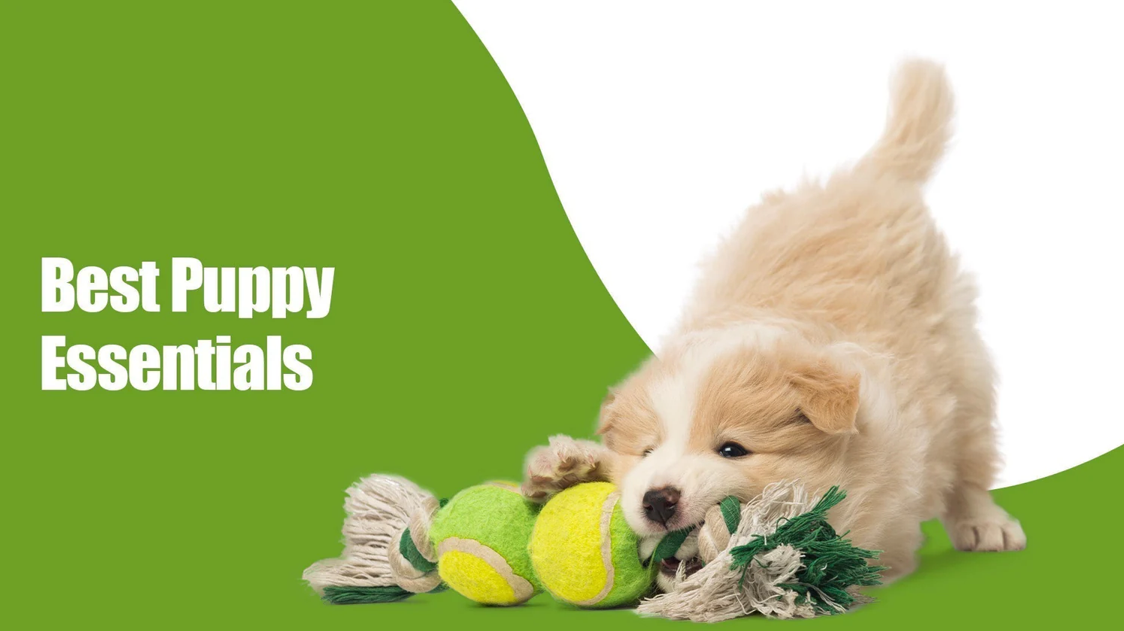 Best Puppy Essentials You Need Before Bringing Your Pup Home | Zigly Store in Kalyani Nagar, pune