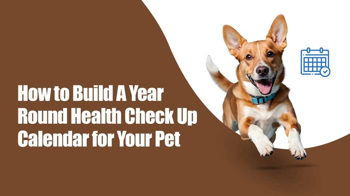 How to Build a Year-Round Health Check-Up Calendar for Your Pet | Zigly Pet Care in Sectors 47 and 49, gurugram