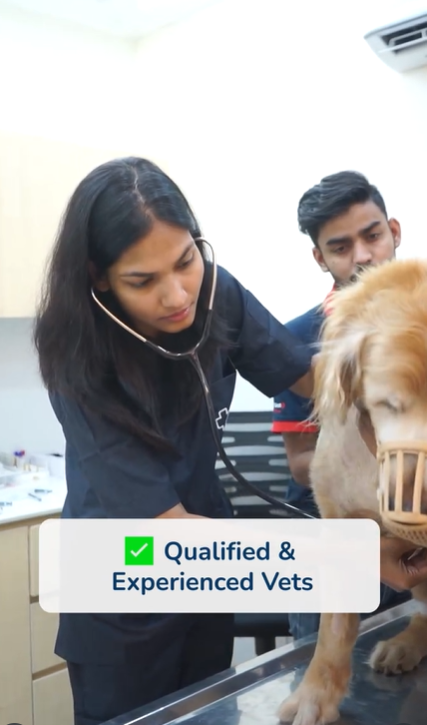 Choosing the right vet can make all the difference in your pet’s health and happiness. 🩺🐾