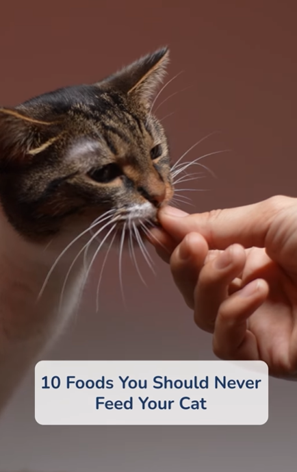 Think your Cat can nibble on what you eat? Think again!