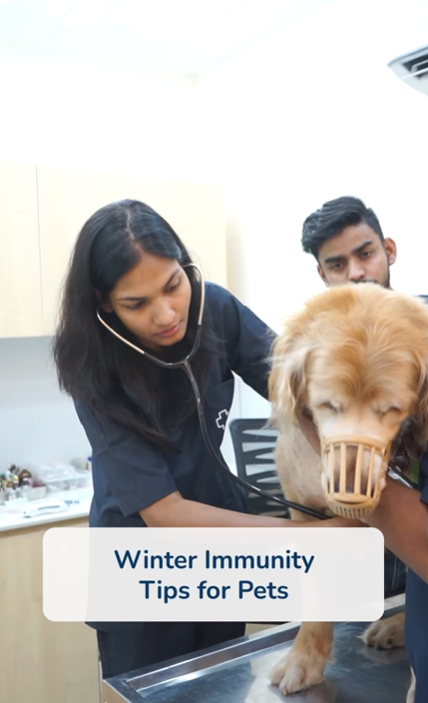 Winter is coming — and so is the need for stronger immunity! ❄️🐾